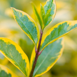 Ligustrum Ovalifolium Plant Aureum