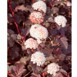 Physocarpus Opulifolius Plant Lady in Red