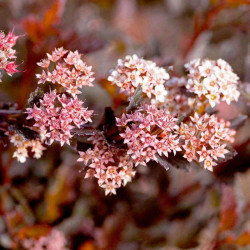 Physocarpus Opulifolius Plant Little Devil