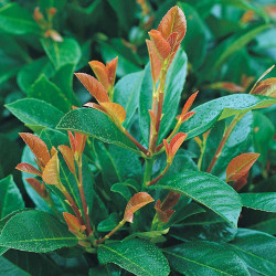 Prunus Laurocerasus Plant Etna