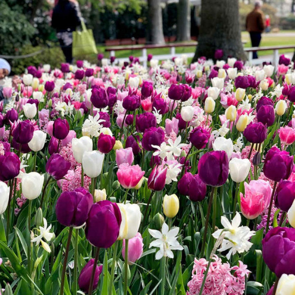 Buy Tulip Bulbs Delightfully Dutch Mix Online - Green plants & flowering plants