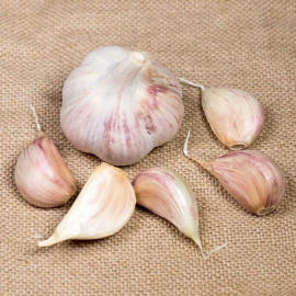 Garlic Bulbs Lovers Collection Winter