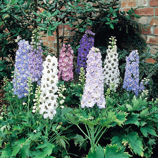 Buy Delphinium Plants Magic Fountains Online - Green plants & flowering plants