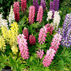 Lupin Plants Dwarf Gallery Mix
