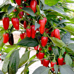 Pepper (chilli) Plants Xalapa
