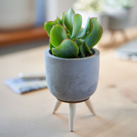 Succulents in Ceramic