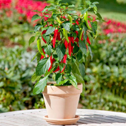 Chilli Pepper Patio Plant Hot Fajita