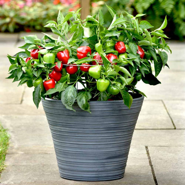 Buy Pepper Patio Plant Snackabelle Online - Green plants & flowering plants