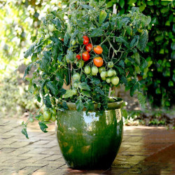 Tomato Patio Plant Little Pompeii