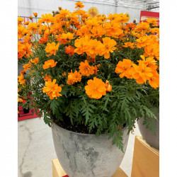 Cosmos Plug Plants Mandarin