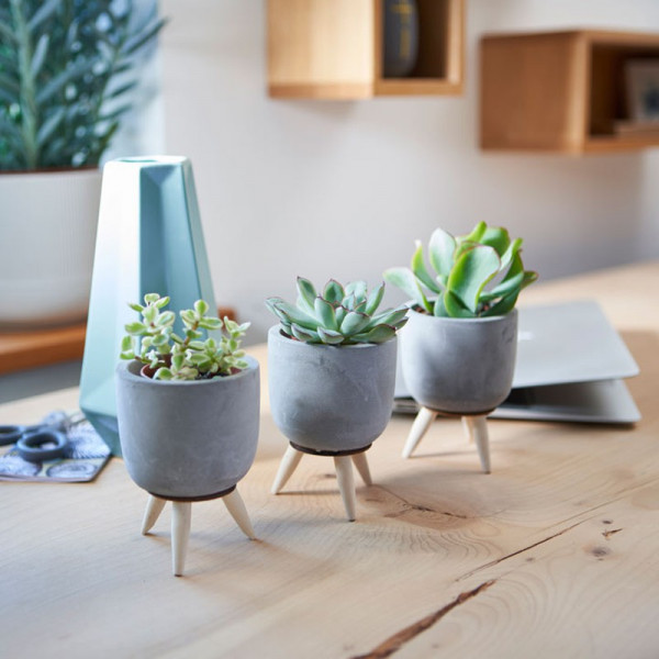 Buy Succulents in Ceramic Online - Green plants & flowering plants Buy Succulents in Ceramic Online - Green plants & flowering plants