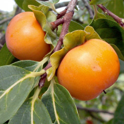 Persimmon Tree Kaki Sharon Fruit