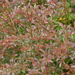 Berberis Thunbergii Plant Red Dream