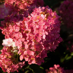 Hydrangea Paniculata Plant Vanille Fraise