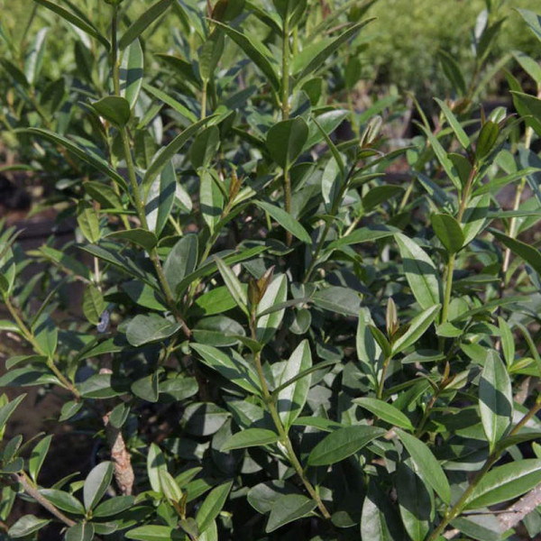Buy Ligustrum vulgare Plant Atrovirens Online - Green plants & flowering plants Buy Ligustrum vulgare Plant Atrovirens Online - Green plants & flowering plants
