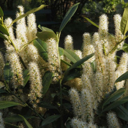 Prunus Laurocerasus Plant Etna