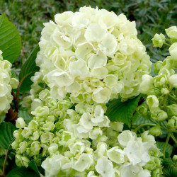 Viburnum Plicatum Plant Popcorn
