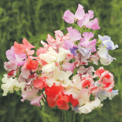 Sweet Pea Seeds Showbench Mixed