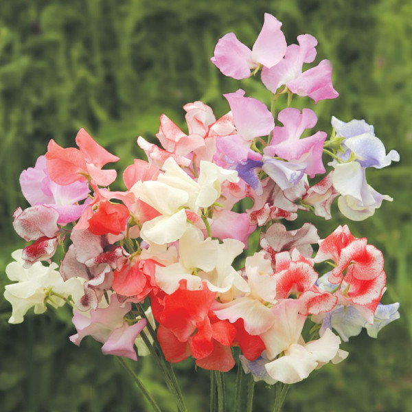 Buy Sweet Pea Seeds Showbench Mixed Online - Green plants & flowering plants