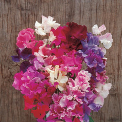Sweet Pea Seeds Horizon Mixed