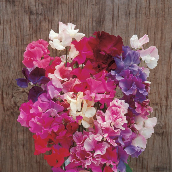 Buy Sweet Pea Seeds Horizon Mixed Online - Green plants & flowering plants