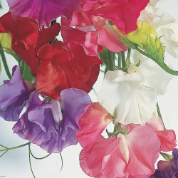 Sweet Pea Seeds Dobies Giant Waved Mixed
