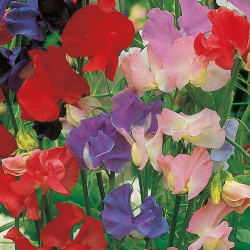 Sweet Pea Seeds Old Fashioned Mixed
