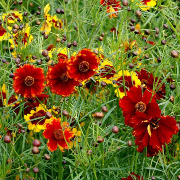 Buy Coreopsis Seeds Amulet Online - Green plants & flowering plants Buy Coreopsis Seeds Amulet Online - Green plants & flowering plants
