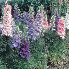 Larkspur Seeds Hyacinth Flowered Mixed