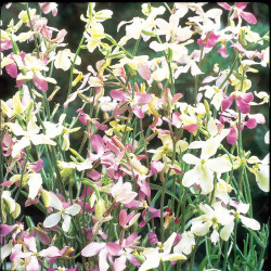 Night Scented Stock Seeds Bicornis