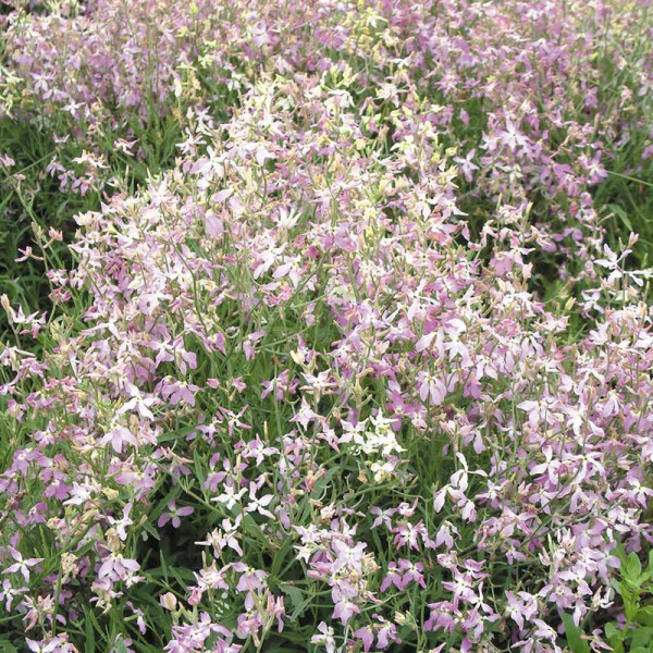 Buy Night Scented Stock Seeds Daybright Mixed Online - Green plants & flowering plants Buy Night Scented Stock Seeds Daybright Mixed Online - Green plants & flowering plants