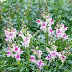 Antirrhinum Seeds Lipstick Silver