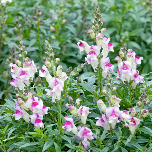 Buy Antirrhinum Seeds Lipstick Silver Online - Green plants & flowering plants