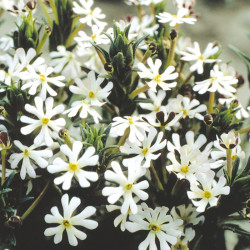 Night Scented Phlox Seeds