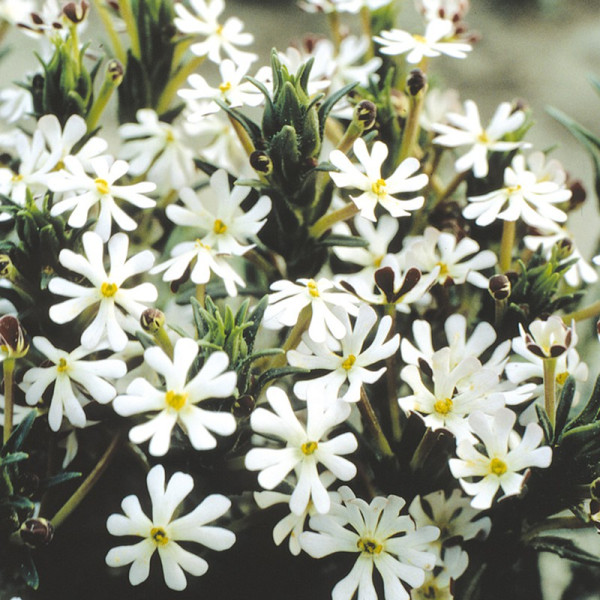 Buy Night Scented Phlox Seeds Online - Green plants & flowering plants Buy Night Scented Phlox Seeds Online - Green plants & flowering plants