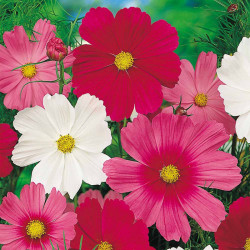 Cosmos Seeds Early Flowering Sensation Mixed