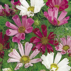 Cosmos Seeds Sea Shells