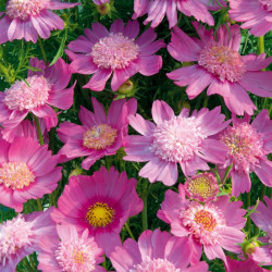 Cosmos Seeds Pink Popsocks