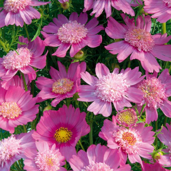 Buy Cosmos Seeds Pink Popsocks Online - Green plants & flowering plants Buy Cosmos Seeds Pink Popsocks Online - Green plants & flowering plants