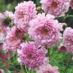 Cosmos Seeds Rose Bonbon