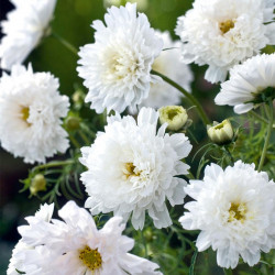 Cosmos Seeds White Knight