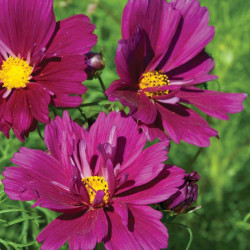 Cosmos Seeds Fizzy Purple