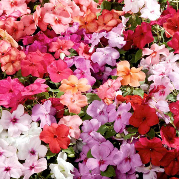 Buy Impatiens Seeds Dobies Super Hybrid Imperial Mixed F1 Online - Green plants & flowering plants