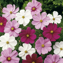Cosmos Seeds Sonata Mixed