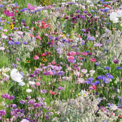 Flowering Mixture Seeds Butterfly and Bee Mix