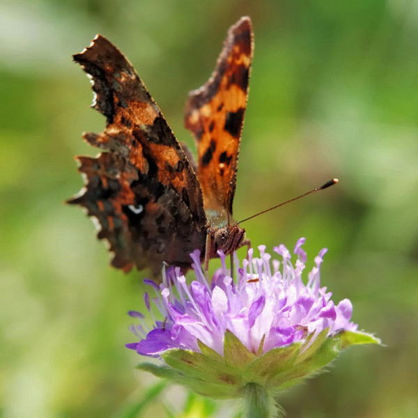 Buy Butterfly Mix Seeds Online - Green plants & flowering plants Buy Butterfly Mix Seeds Online - Green plants & flowering plants