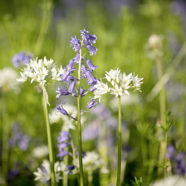 Buy Woodland Garden Mix Seeds Online - Green plants & flowering plants Buy Woodland Garden Mix Seeds Online - Green plants & flowering plants