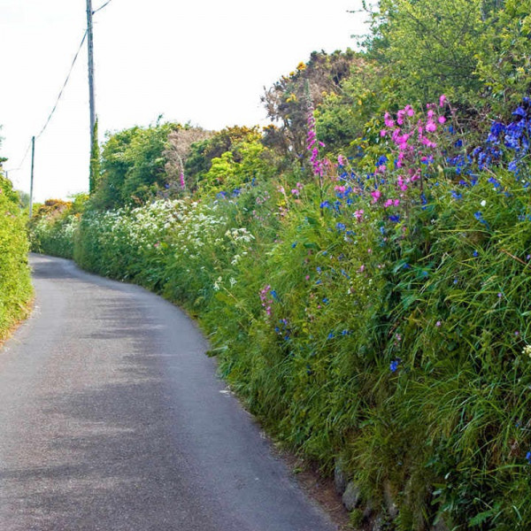 Buy Country Hedgerow Mix Seeds Online - Green plants & flowering plants Buy Country Hedgerow Mix Seeds Online - Green plants & flowering plants
