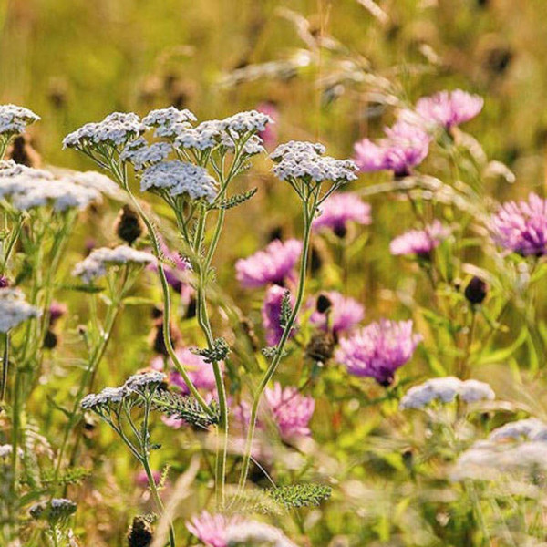 Buy Fragrant Flowers Mix Seeds Online - Green plants & flowering plants Buy Fragrant Flowers Mix Seeds Online - Green plants & flowering plants