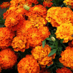 French Marigold Seeds Tiger Eyes